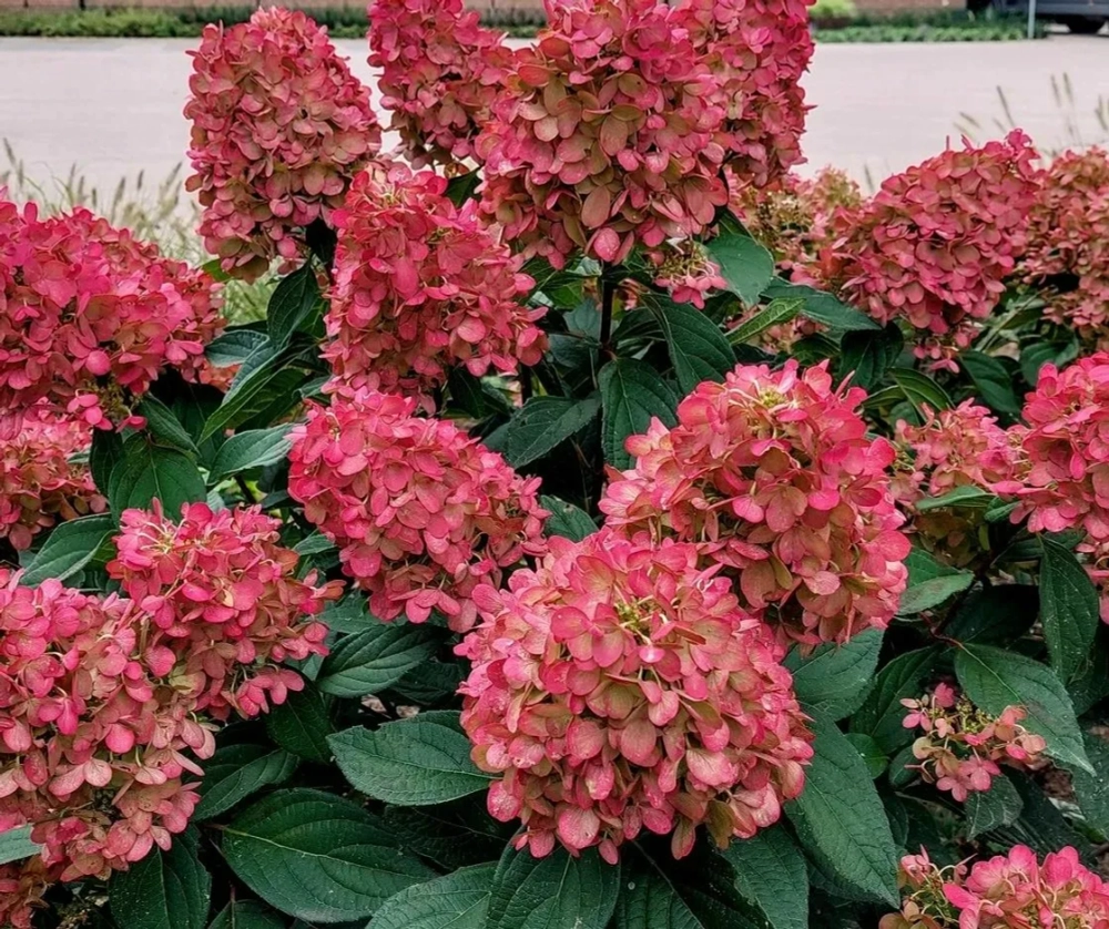 Бонфайр Hydrangea paniculata Bonfire