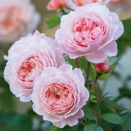 Э Шропшир Лэд (A Shropshire Lad)