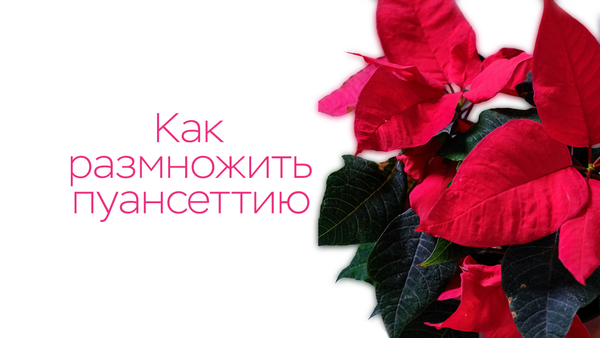 Как размножить пуансеттию?