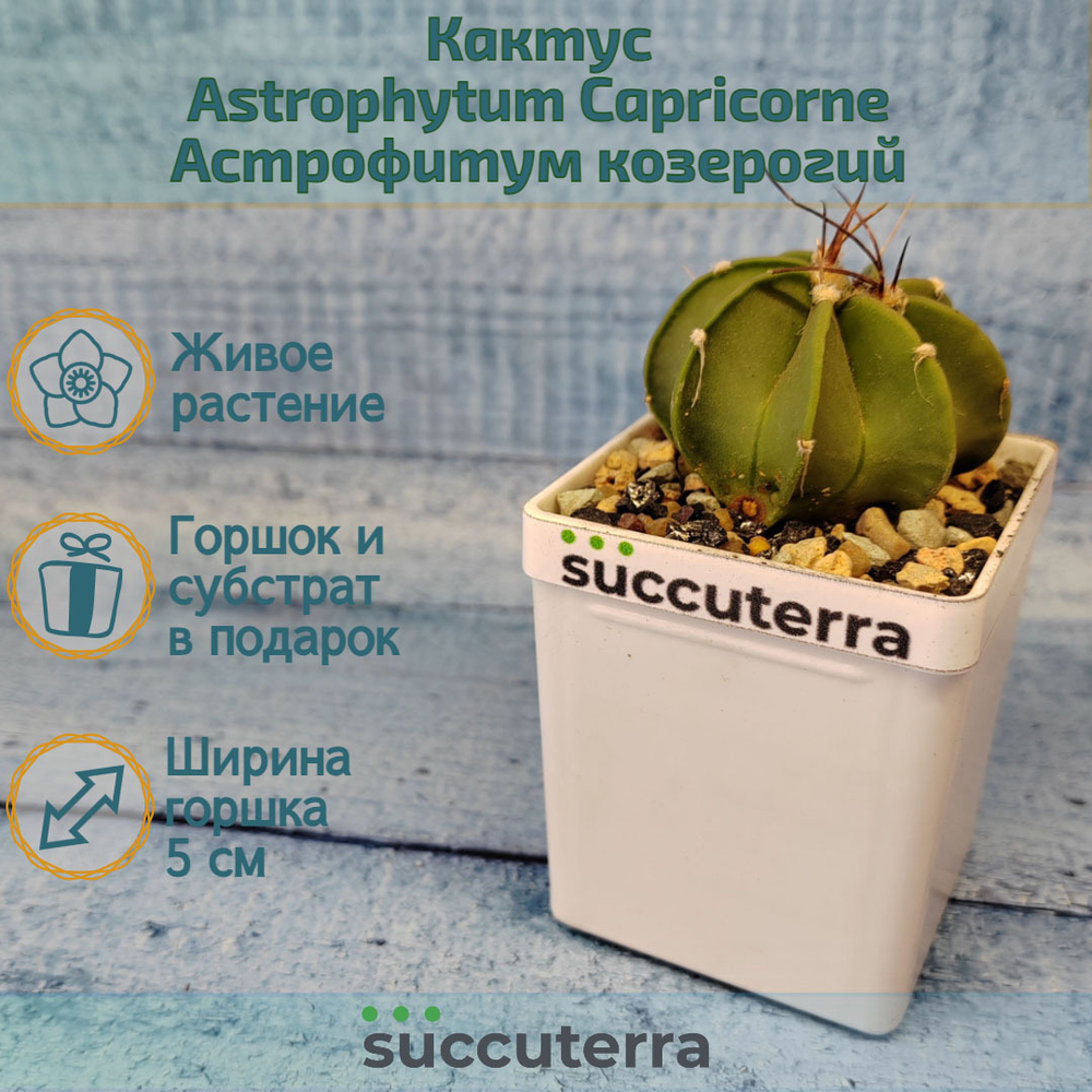 Astrophytum Capricorne (Астрофитум)