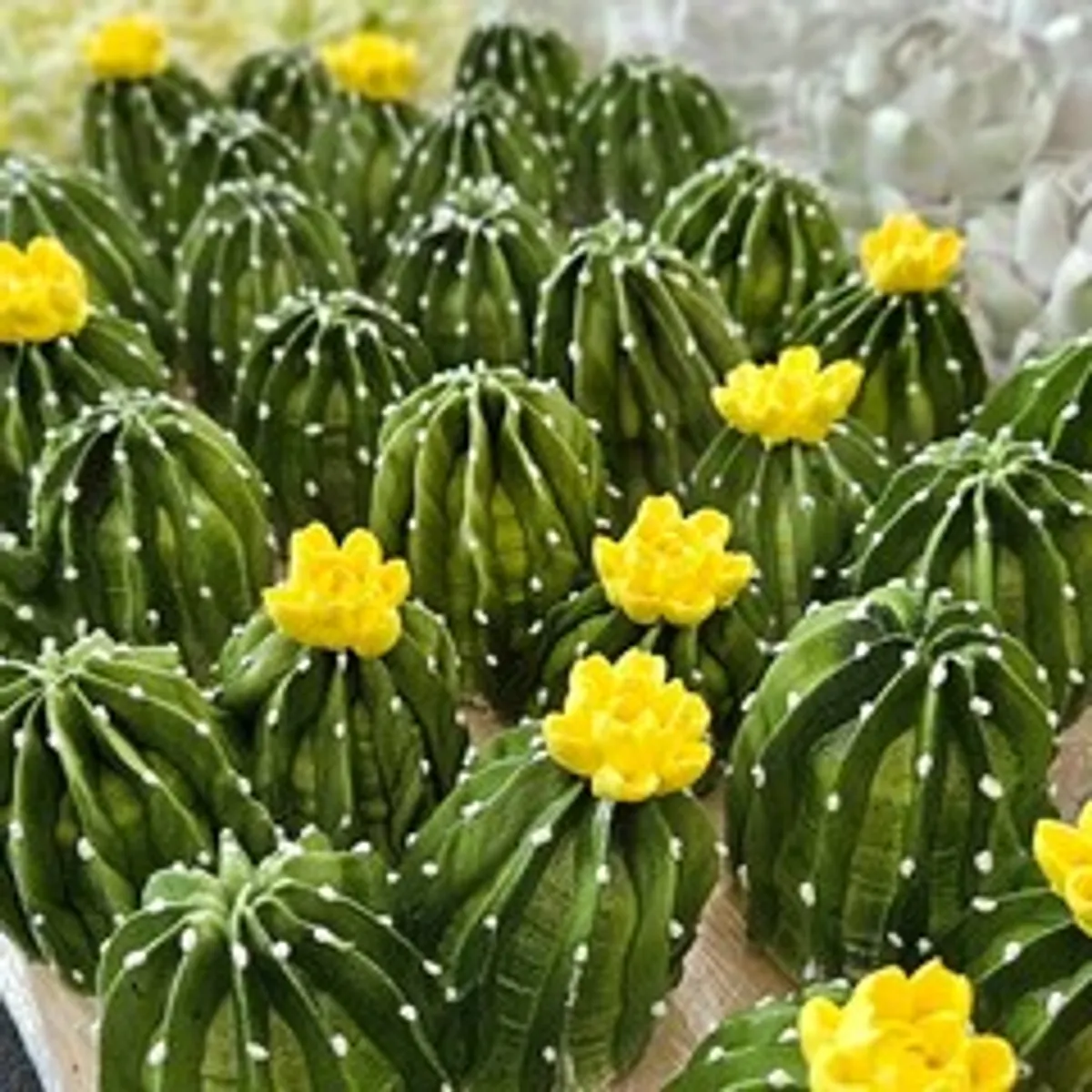Зефир «Кактусы» / 25 см