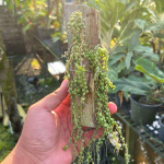 Дисхидия NUMMULARIA DWARF (Н59)