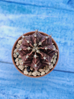 Gymnocalycium Friedrichii (Гимнокалициум)