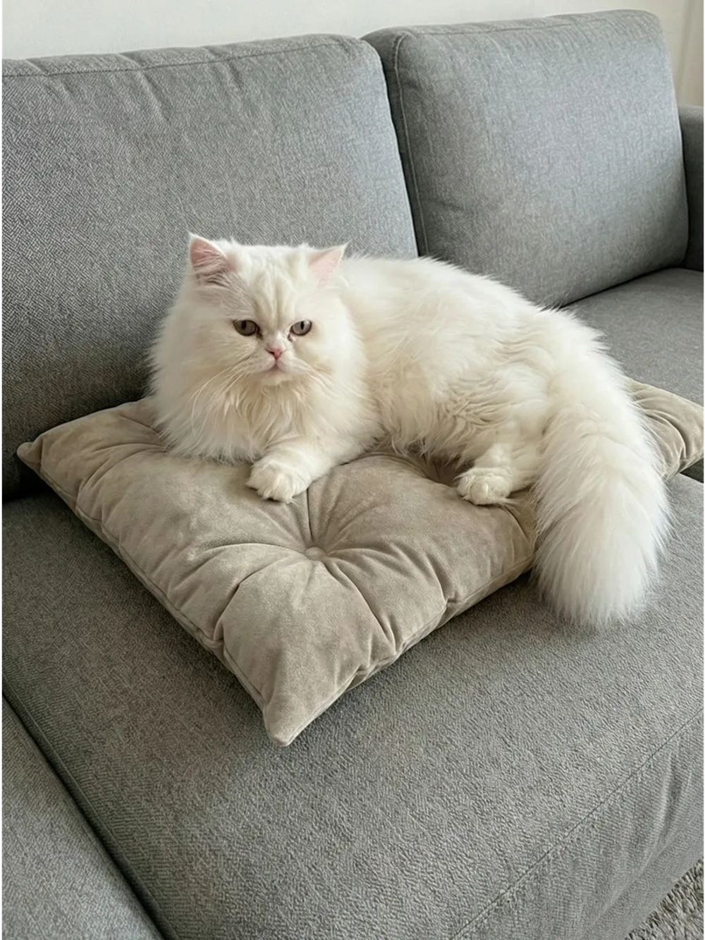 Лежанка для кошек и собак