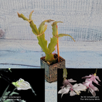 Schlumbergera Thor Wild Cactus White (Декабрист)