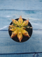 Gymnocalycium Variegata (Гимнокалициум Вариегатный)
