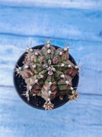 Gymnocalycium T-Rex Pink hybride (Гимнокалициум T-rex)