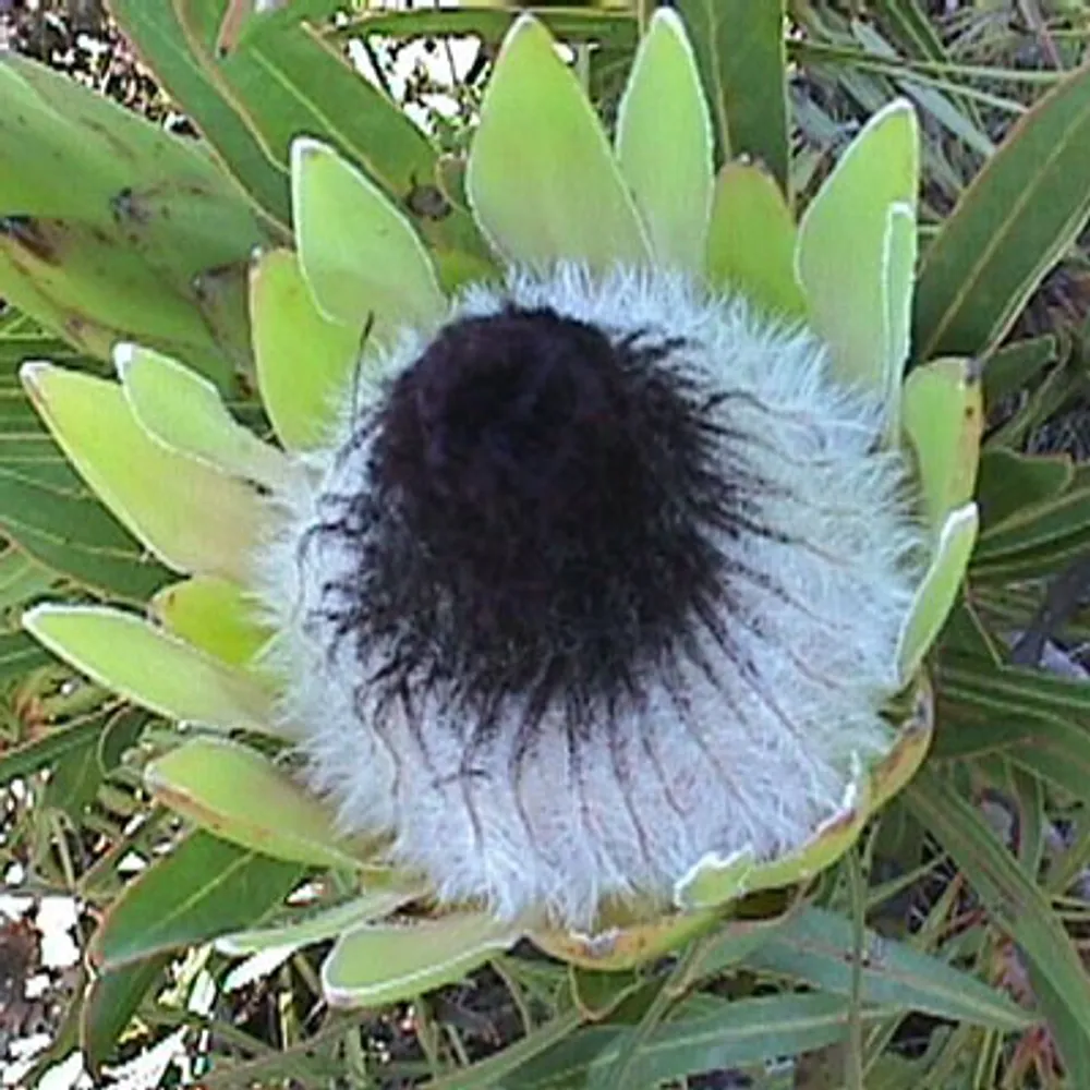 Протея Protea Longifolia — семена, 2 шт.