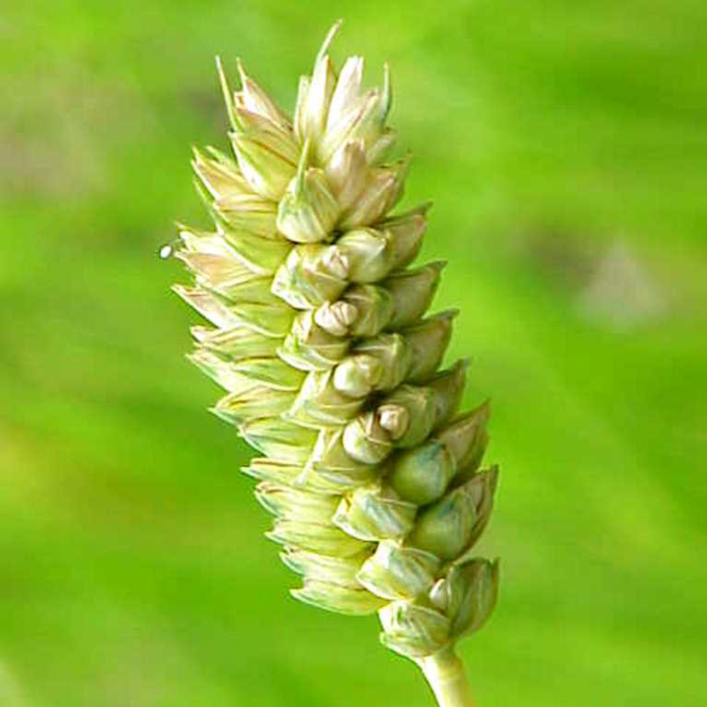 Карликовая Плотноколосая Пшеница - Triticum Compactum