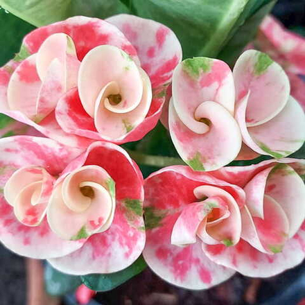 Эуфорбия Миля HYDRANGEA (32)