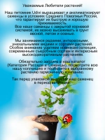 Крыжовник Консул бесшипный