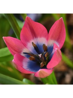 Тюльпан,луковицы Little Beauty ботанический (4 штуки )