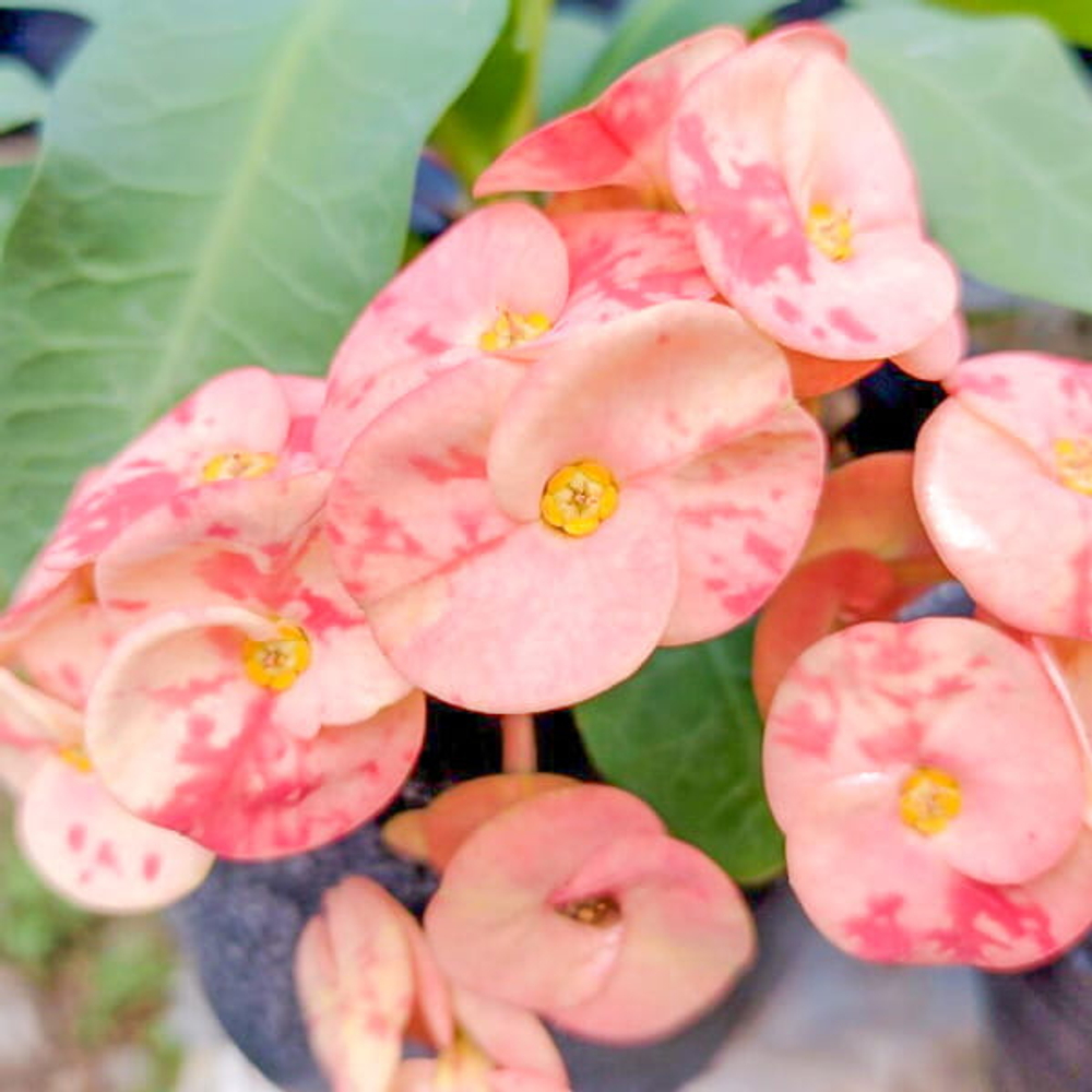 Эуфорбия Миля ROSE (83)