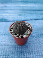 Суккулент Euphorbia Obesa (Эуфорбия)