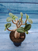 Adenium Baobab (Адениум)