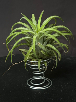 Тилландсия ионанта ред (Ionantha red), атмосферное растение