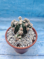 Astrophytum Myriostigma "Hakujo Fukuryu" (Астрофитум)