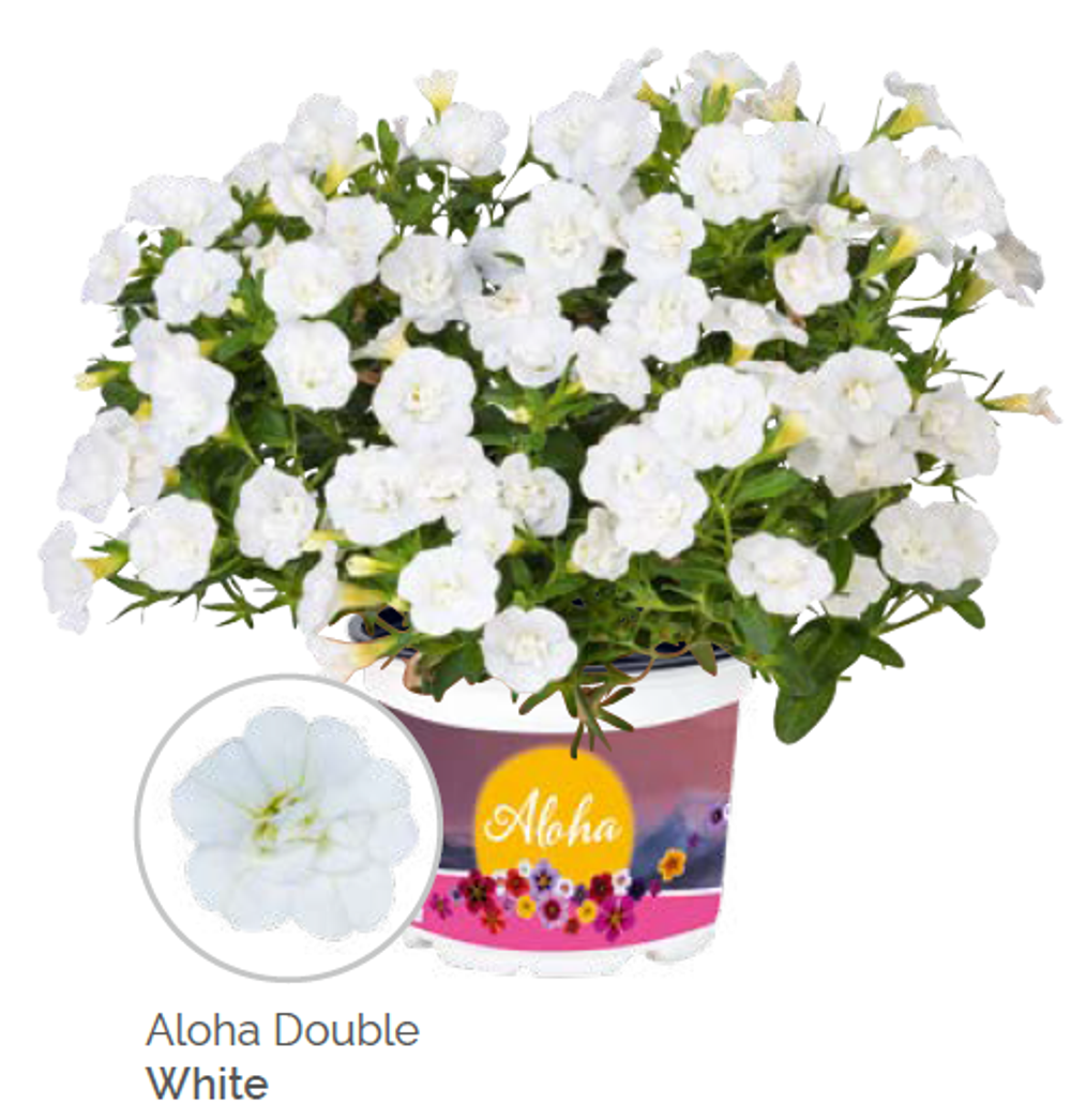 Калибрахоа Aloha double white укорененный черенок ОКС