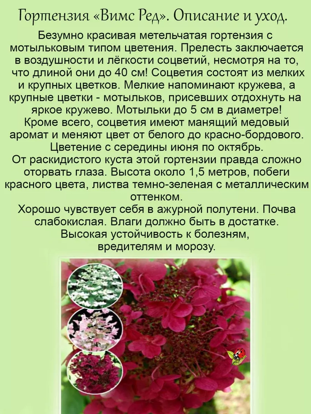 Гортензия Вимс Ред красная мотыльковая метельчатая
