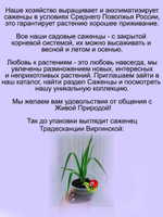 Традесканция Виргинская синяя садовая многолетняя