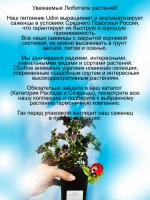 Колеус Апокалипсис вегетативный
