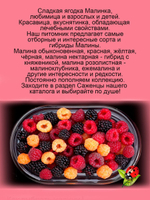 Ежемалина Тайберри