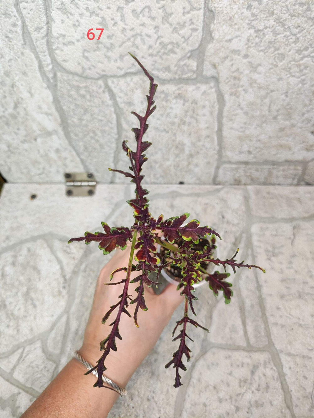 Chili Pepper Тай колеус_Сейчас