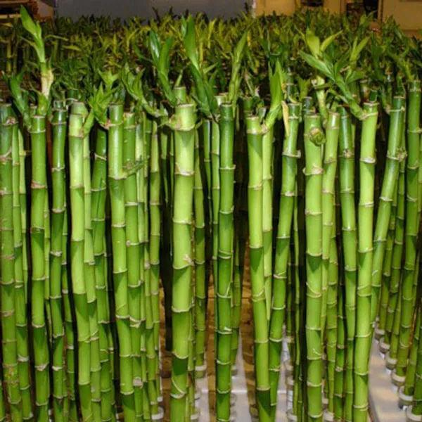Бамбук Гигантский съедобный (Phyllostachys pubescens) семена 5 шт