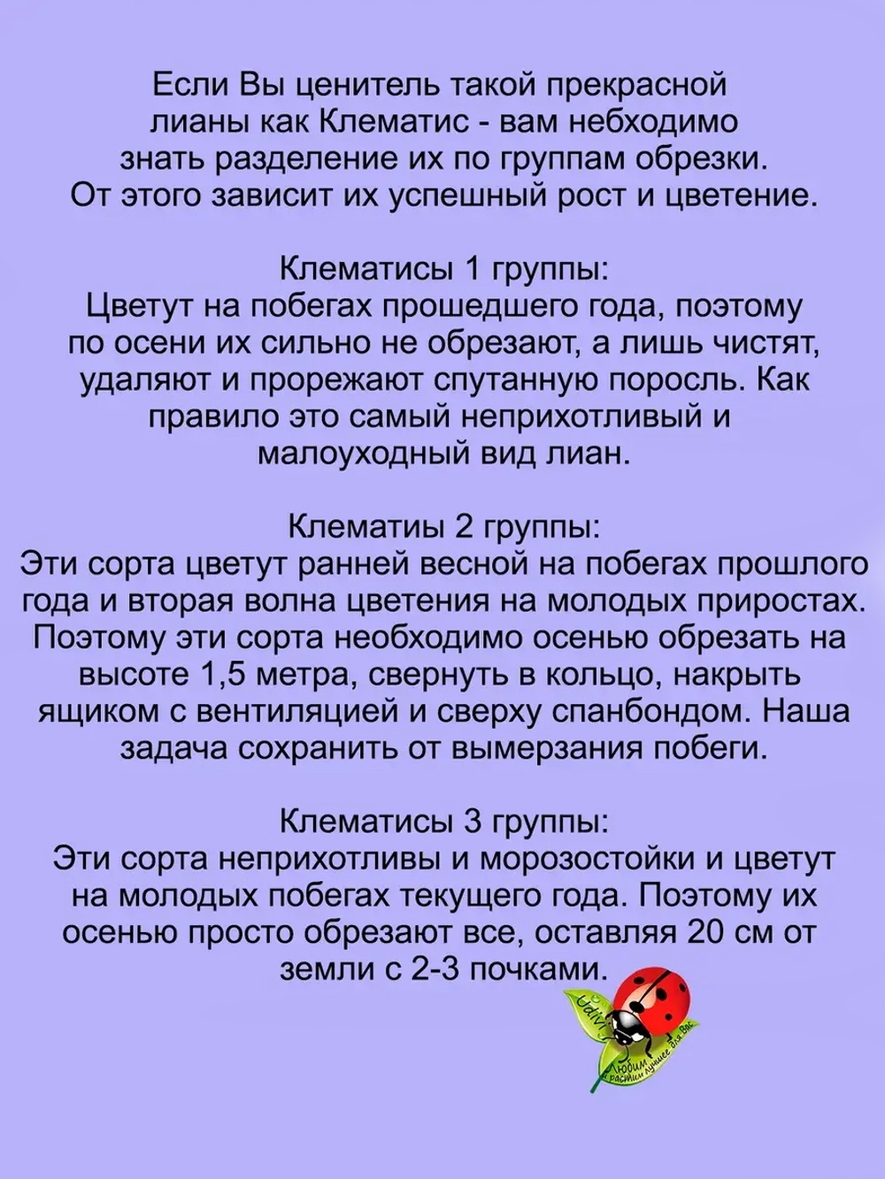 Клематис Менуэт долгоцветущий