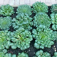 Шпинатная Китайская Капуста Ву Та Цай - 乌塌菜- Spinach Chinese Cabbage Wu Ta Cai