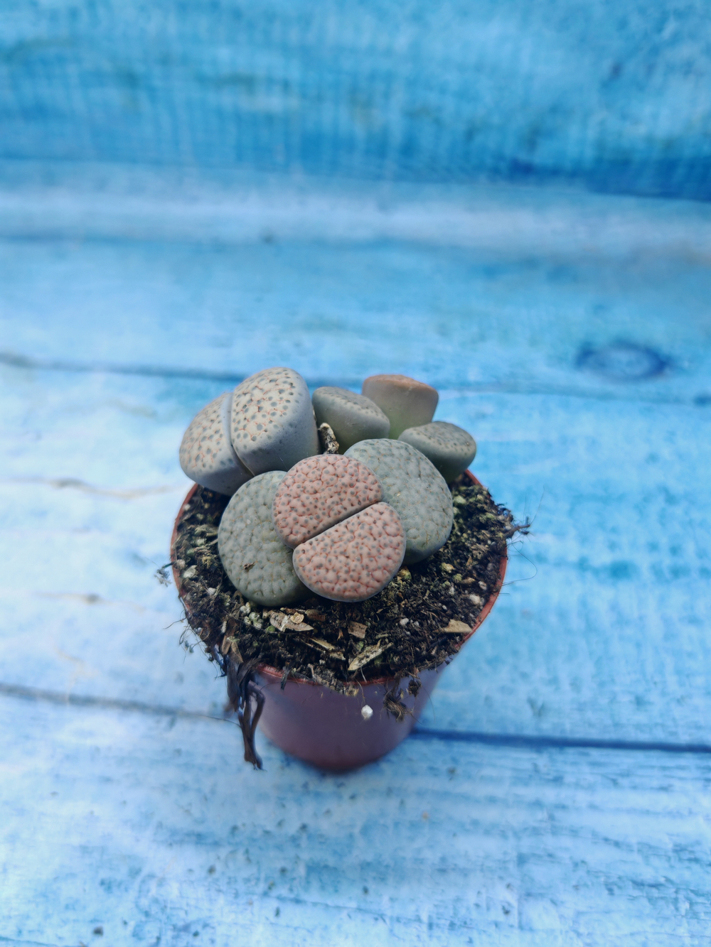 Lithops sp. (Литопсы)