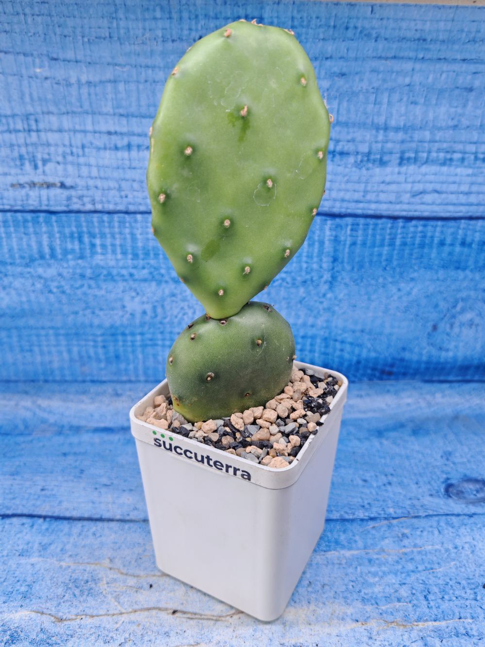 Opuntia Humifusa (Опунция)