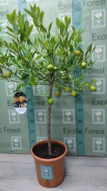 Lemonquat