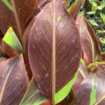 Банан вариегатный DAENG INDO/SIAM RUBY (M59)