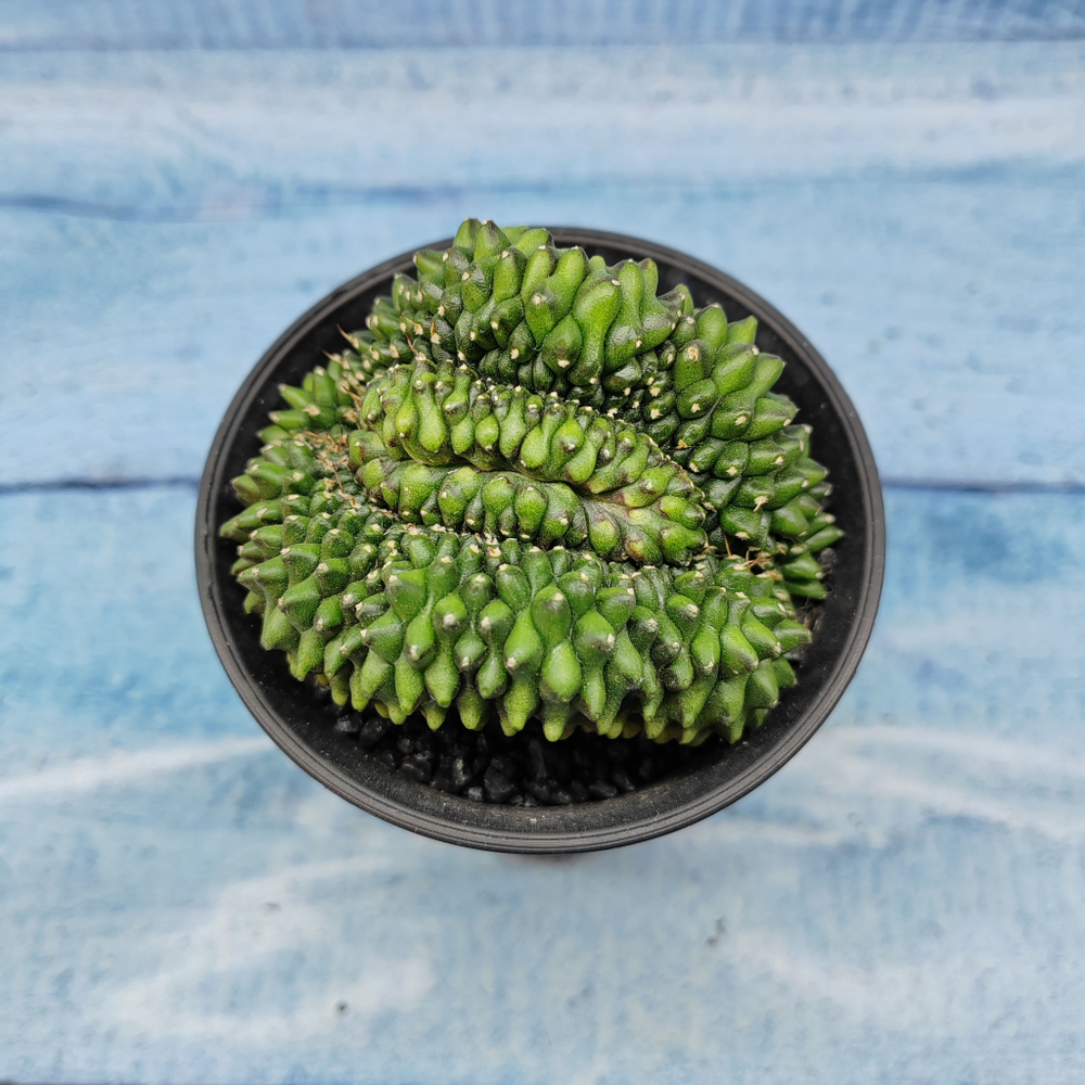 Gymnocalycium Spineless Crested form (Гимнокалициум Кристатный)