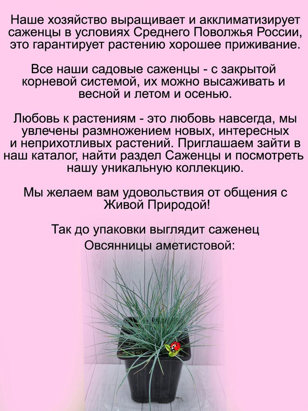 Злак Овсяница аметистовая злак многолетний