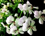 Пеларгония плющелистная Toscana Balcon Polar