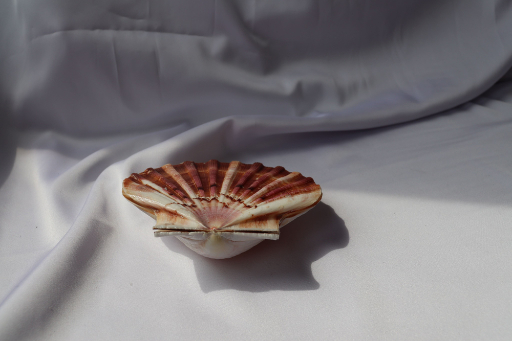 Раковина Пектен Албикан (Pecten albicans) двустворчатая (склеена), 9-12см, 1шт