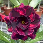 Адениум обесум 8452