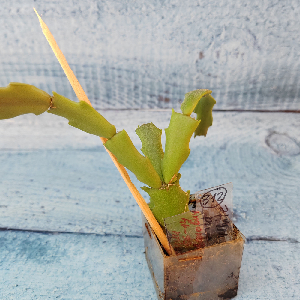 Schlumbergera Thor Wild Cactus White (Декабрист)