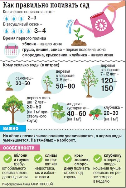 Полив плодового сада в жару: главные правила для сибирского лета Полив плодового сада в жару: главные правила для сибирского лета