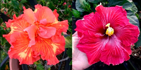 Гибискус Rosalind x Tahitian Dragon Star семена 1 шт