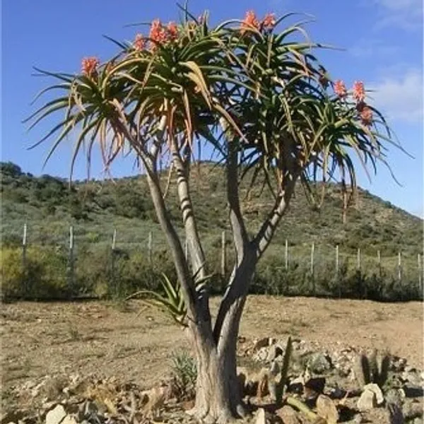 Алоэ Барбер (Aloe barberae) семена 3 штуки