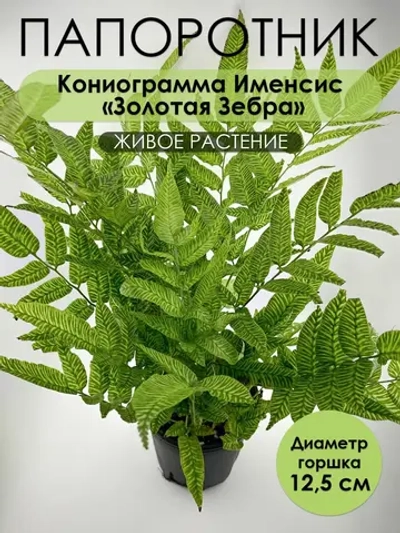 Кониограмма Именсис «Золотая Зебра». Папоротник живой
