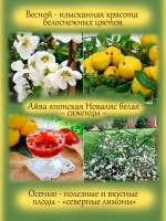 Айва Нивалис японская белая Хиномелес