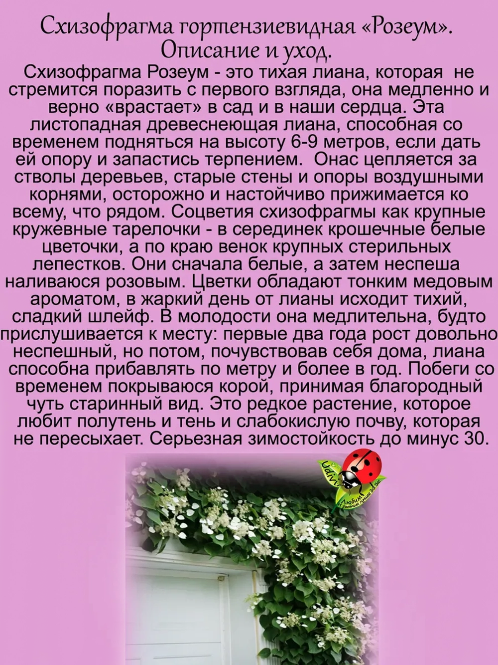 Схизофрагма гортензиевидная Розеум