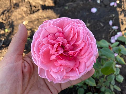 Роза Prairie Joy (Прайри Джой)
