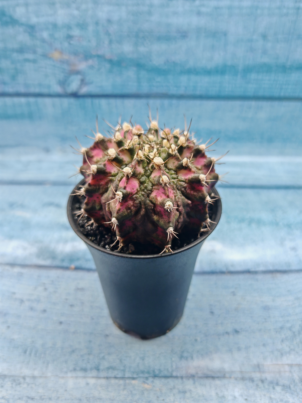 Gymnocalycium T-Rex Pink hybrid (Гимнокалициум T-rex)