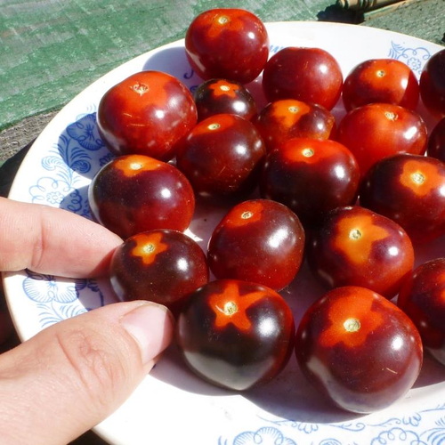 Помидоры - Blue Berry Cherry - Черри Черника