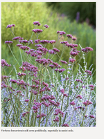 Gardening in Summer-Dry Climates